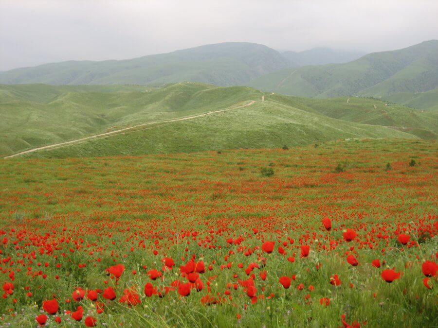 Растительность Туркменистана